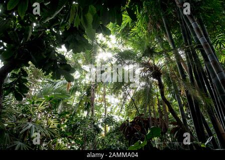 Giungla in una serra nel giardino botanico di Monaco. [traduzione automatizzata] Foto Stock