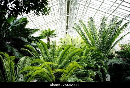 Giungla in una serra nel giardino botanico di Monaco. [traduzione automatizzata] Foto Stock