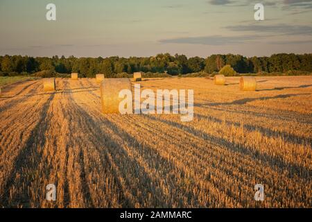 Cerchi di fieno su stoppia durante l'ora d'oro Foto Stock