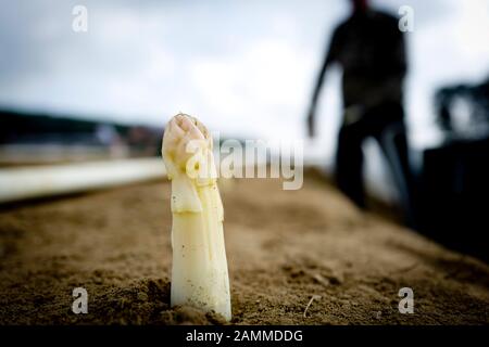 Lavoratori stagionali rumeni che raccolgono gli asparagi presso l'azienda di asparagi Lohner a Inchenhofen. [traduzione automatizzata] Foto Stock