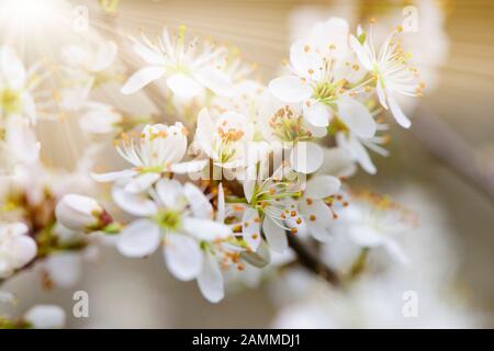 Arbusto in fiore in primavera con raggi solari [traduzione automatizzata] Foto Stock