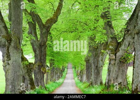 Viale alberato con sentiero in primavera vicino a Marktoberdorf con alberi di tiglio antico [traduzione automatizzata] Foto Stock