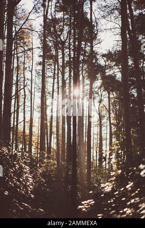 Sole invernale che splende attraverso gli alberi nella foresta al Rushmere Country Park Foto Stock