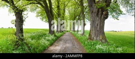 Kurfürstenallee con alberi di tiglio e sentiero a Marktoberdorf [traduzione automatizzata] Foto Stock