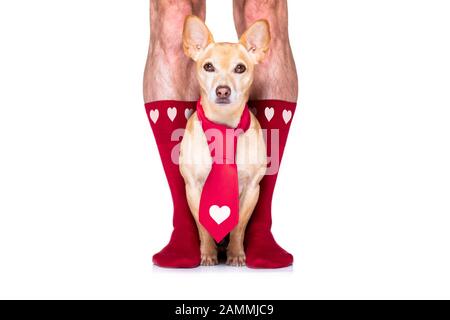 coppia di nozze gay con cane chihuahua calzini, ottenere maried con rose rosse tutto isolato su sfondo bianco il giorno valenitnes Foto Stock
