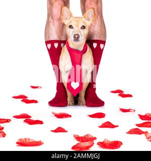 coppia di nozze gay con cane chihuahua calzini, ottenere maried con rose rosse tutto isolato su sfondo bianco il giorno valenitnes Foto Stock