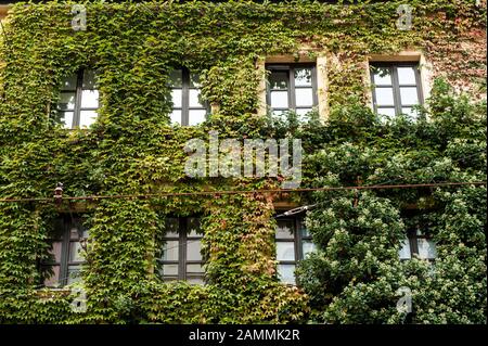 Impressioni Da Monaco-Haidhausen. Il distretto appartiene alla circoscrizione di Monaco-Mitte, dove i Verdi hanno vinto il 42,5 per cento dei voti nelle ultime elezioni statali. Green House façade sulla Wiener Strasse Interna [traduzione automatizzata] Foto Stock