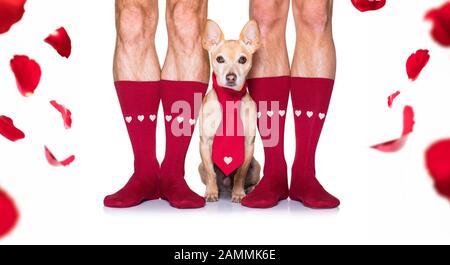 coppia di nozze gay con il cane chihuahua calzini, ottenendo maried con le rose rosse dappertutto isolato su sfondo bianco Foto Stock
