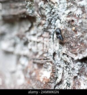 Ebersberg Forst, bark beetle è combattuto, nell'immagine un rinificato, che gocciola borehole con stampante letterpress. [traduzione automatizzata] Foto Stock