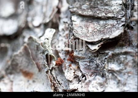 Ebersberg Forst, bark beetle è combattuto, nell'immagine un foro rinificato con coleottero nella corteccia, perforando la polvere sul terreno. [traduzione automatizzata] Foto Stock