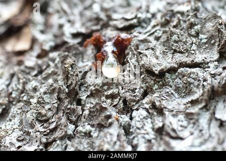 Ebersberg Forst, bark beetle è combattuto, nell'immagine un rinificato, che gocciola borehole con stampante letterpress. [traduzione automatizzata] Foto Stock