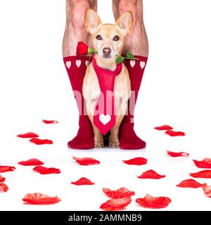coppia di nozze gay con cane chihuahua calzini, ottenere maried con rose rosse tutto isolato su sfondo bianco il giorno valenitnes Foto Stock