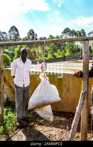 Lavoratore a lavorazione del caffè pesa in fabbrica i chicchi di caffè che sono state raccolte a mano e raccolti dai produttori locali in Kanungu, Uganda occidentale. Foto Stock