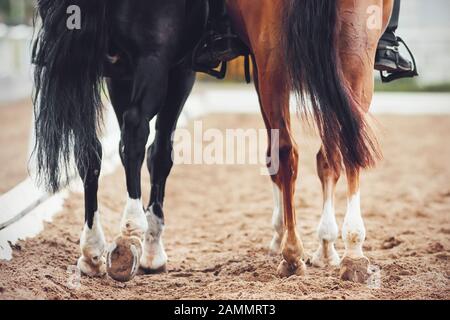 Due cavalli, uno nero e uno stregone con code lunghe e cavalieri nelle loro selle, si stanno lentamente allontanando attraverso l'arena sabbiosa. Foto Stock