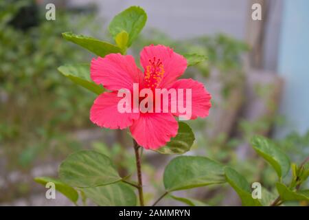 Bel fiore di ibisco rosso hawaiano Foto Stock