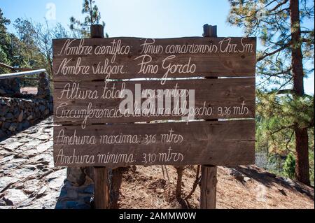 Cartello informativo vicino all'albero Pino Gordo sull'isola delle canarie Tenerife. L'albero ha centinaia di anni e 45 metri di altezza. E’ un attra turistico Foto Stock