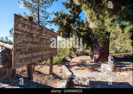 L'albero Pino Gordo sull'isola delle canarie Tenerife ha centinaia di anni e 45 metri di altezza. E’ un’attrazione turistica. Foto Stock