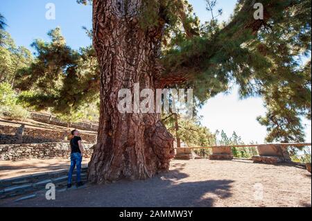 Tenerife, SPAGNA - 24 dicembre 2019: L'albero Pino Gordo sull'isola delle canarie Tenerife ha centinaia di anni e 45 metri di altezza. E’ un’attrazione turistica Foto Stock