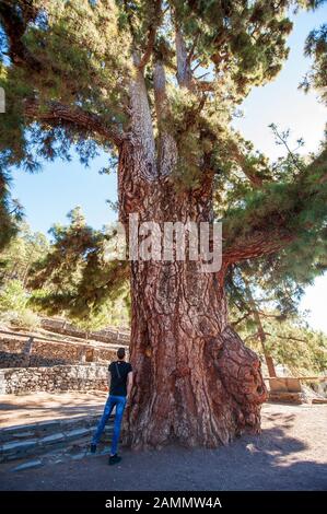 Tenerife, SPAGNA - 24 dicembre 2019: L'albero Pino Gordo sull'isola delle canarie Tenerife ha centinaia di anni e 45 metri di altezza. E’ un’attrazione turistica Foto Stock