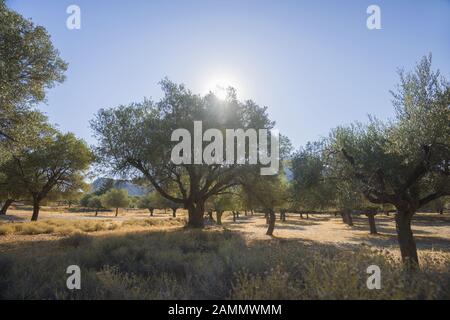 Piantagione di olive al sole. Vecchi ulivi obsoleti. Piantagione europea di olivo (Olea europaea). Rodi, Grecia Foto Stock