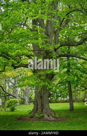 Albero di tiglio molto vecchio in un giardino di primavera. Foto Stock