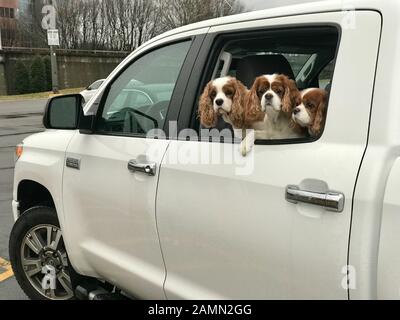 Cani in un servizio di prelievo da fermo. STATI UNITI Foto Stock