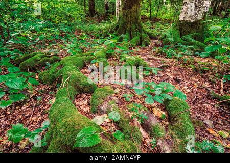 Radici enormi coperte di muschio verde nella foresta di Plitvice, Croazia Foto Stock