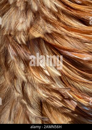 Primo piano piuma duster texture sfondo. Spazzola di scopa marrone è fatta di piume di pollo. Foto Stock