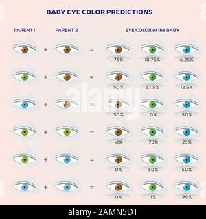 Baby Eye Color Prediction Chart - Icone In Blu, Verde E Marrone Illustrazione Vettoriale