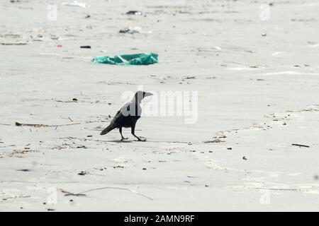 Un uccello corvo di medie dimensioni della casa indiana (famiglia Corvus Corvidae), conosciuto come corvi, corvi, ruscelli o sciacalli avvistati in una spiaggia di mare. Primo piano. Ani Foto Stock