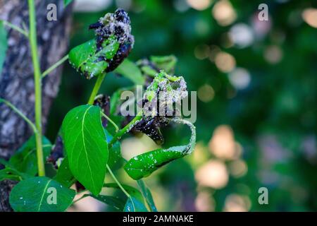 Foglia verde di una pera primo piano con danno da ulcere di malattie e funghi di macchia marrone di monniliosi scab. Problemi di giardinaggio. Malattie fungine e virali delle piante. Foto Stock
