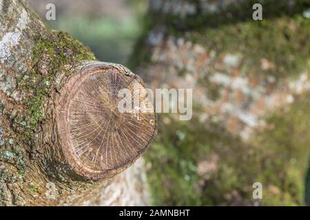 Trama di ramificazione segata di albero di quercia molto giovane (tronco circa 10 pollici di larghezza) in sole. Non furrowed come in querce più vecchie ma foglia morta sul ramo conferma quercia. Foto Stock