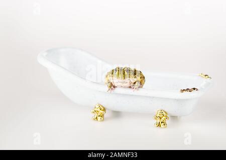 crema verde carina in una piccola e lussuosa vasca da bagno isolata su bianco Foto Stock