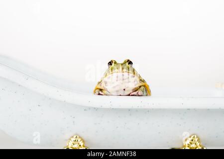 crema verde carina in una piccola e lussuosa vasca da bagno isolata su bianco Foto Stock