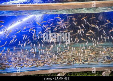 Rufa garra pesce pulizia corpo cura della pelle per la zona di terapia naturale in clinica sana. Foto Stock