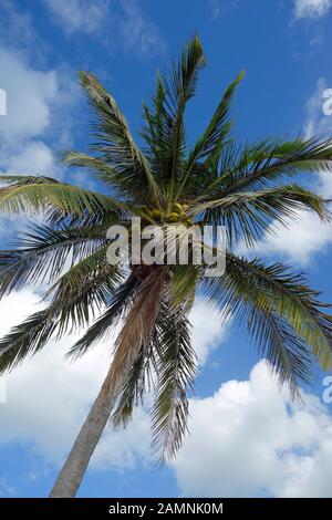 L'albero di cocco (Cocos nucifera) è un membro della famiglia delle palme (Arecaceae) e l'unica specie vivente conosciuta del genere Cocos. Foto Stock