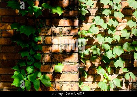 Pianta di Ivy che copre la struttura della parete rossa del mattone Foto Stock