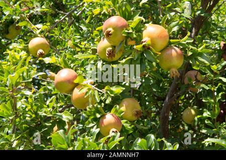 Il Melograno che cresce su un albero in Grecia Foto Stock