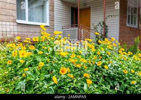 Rivne, Ucraina finestra al primo piano inferiore di appartamento ucraino edificio sovietico vecchio appartamento con molti fiori gialli in giardino Foto Stock