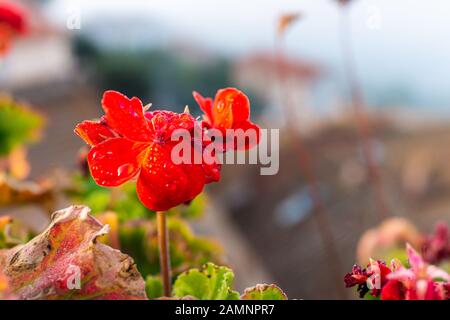 Alba in Toscana, Italia con attenzione ai fiori di geranio rosso in primo piano macro closeup mostrando texture Foto Stock