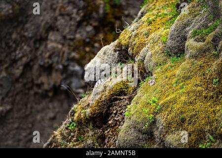 Fiori di muschio rosa o viola in Islanda sul canyon della scogliera in Fjadrargljufur sul punto panoramico della circonvallazione meridionale Foto Stock