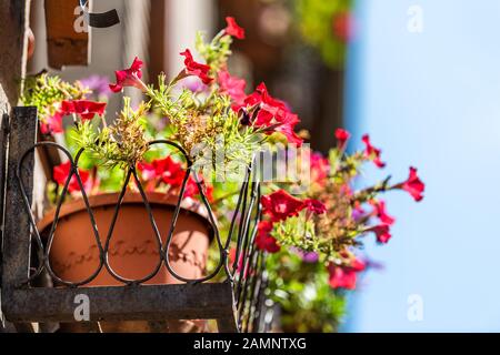 Orvieto, città d'Italia in Umbria primo piano di verde giardino rosso piante vasi fiori decorazioni nella soleggiata giornata estiva sul balcone edificio Foto Stock