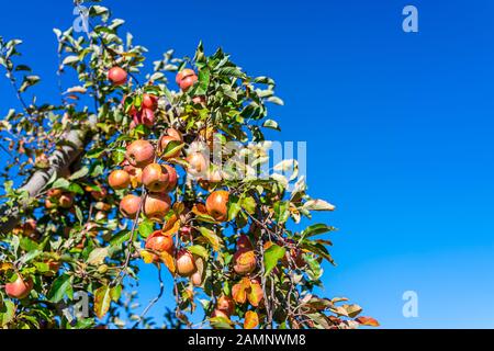 Frutteto di mele con vista a basso angolo di ramo di albero e molti frutti rossi e arancioni in giardino in autunno fattoria campagna in Virginia isolato con gre Foto Stock