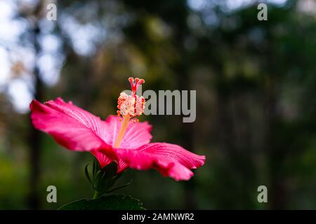 Macro lato closeup di un vivace fiore di ibisco rosa che mostra dettagli e texture sullo sfondo bokeh Foto Stock