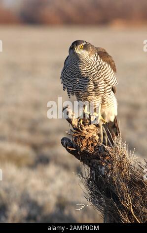 Tree anni astore con le prime luci del mattino, uccelli, astore, Accipiter gentilis Foto Stock