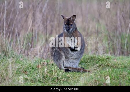 A collo rosso Walaby di aka Bennett (Macropus Bennetti) PRIGIONIERO Foto Stock