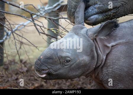 Rinoceronte indiano (Rhinoceros unicornis) PRIGIONIERO Foto Stock