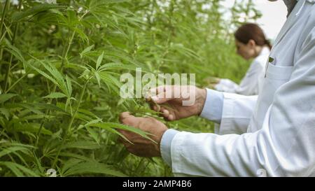 Ricercatori professionisti che lavorano in un campo di canapa, stanno controllando le piante e raccogliendo campioni per prove scientifiche Foto Stock