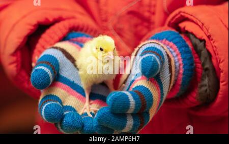 Quail del bambino nelle mani piccole del bambino Foto Stock