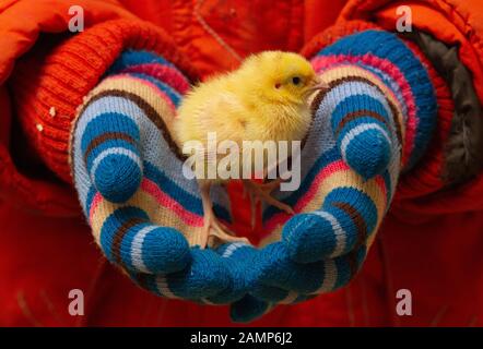 Quail del bambino nelle mani piccole del bambino Foto Stock